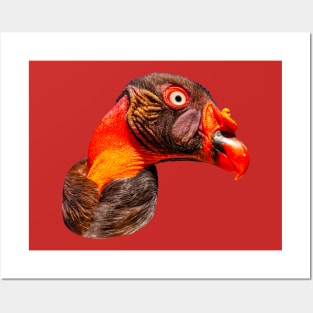 Portrait of the head of a King Vulture Posters and Art